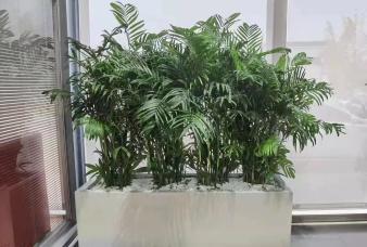 办公室写字楼绿植租赁 绿植租摆 盆栽租赁 免费上门设计配送
