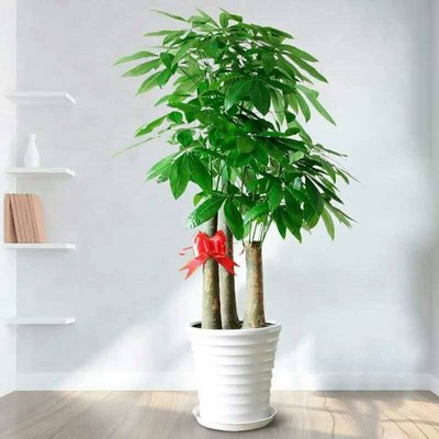 北京东城绿植租赁绿植租摆公司,盆栽租摆