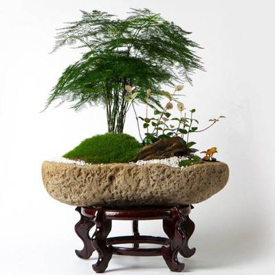武汉写字楼盆栽租摆室内园艺鲜花盆景租赁,大门大型盆栽树木租摆