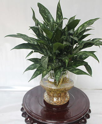 植物展示_广州花木出租_广州植物出租_广州花木租摆_广州花草出租_广州室内绿植盆栽出租_广州绿植租摆_广州植物租摆_广州绿植租赁_广州客家园艺