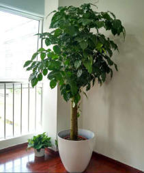 顺义办公室绿植租摆、盆栽租赁,绿植租赁,花卉租赁