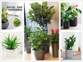 办公室写字楼绿植租赁 绿植租摆 盆栽租赁 免费上门设计配送