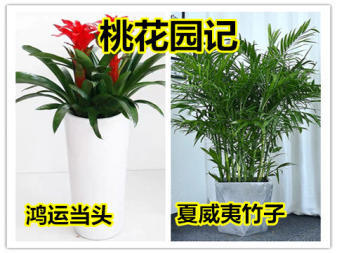 绿植租赁花卉租摆、花卉绿植盆景租赁、绿植批发零售