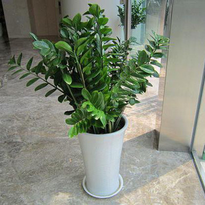 湖南昊宇园林绿化苗木 盆景绿植出租 室内盆栽租赁批发 植物租摆供应商