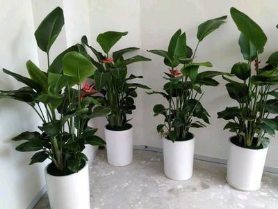 办公室酒店绿植租摆 花卉租赁 盆景出租销售种类丰富