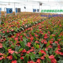 温州华森园林