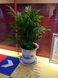 苏州吴江植物租赁苏州吴江绿植租赁苏州吴江盆栽租赁,苏州吴江植物租赁苏州吴江绿植租赁苏州吴江盆栽租赁生产厂家,苏州吴江植物租赁苏州吴江绿植租赁苏州吴江盆栽租赁价格