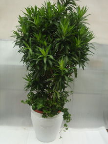 这个绿植是什么