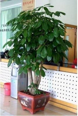 淞南镇除甲醛盆栽租赁多少钱