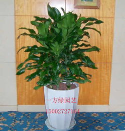武汉花卉租摆租赁