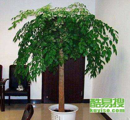 【亦庄卖绿植出租盆栽的一家公司】-北京酷易搜