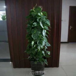 南昌花卉绿植盆栽租赁南昌辉煌园艺 南昌绿植盆栽
