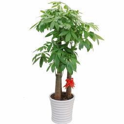 张家港花木租赁 张家港盆景租赁 张家港绿植租摆