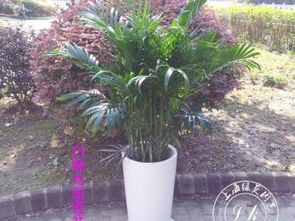 图 古北路家乐福 植物租摆花卉租摆 长宁区绿植盆栽 花卉植物租赁 上海鲜花绿植