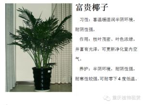 图 办公室植物租赁盆景盆栽出售出租重庆范围均可送货上门 重庆鲜花绿植