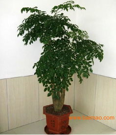 天津植物租赁公司天津花卉植物盆栽租摆公司,天津植物租赁公司天津花卉植物盆栽租摆公司生产厂家,天津植物租赁公司天津花卉植物盆栽租摆公司价格