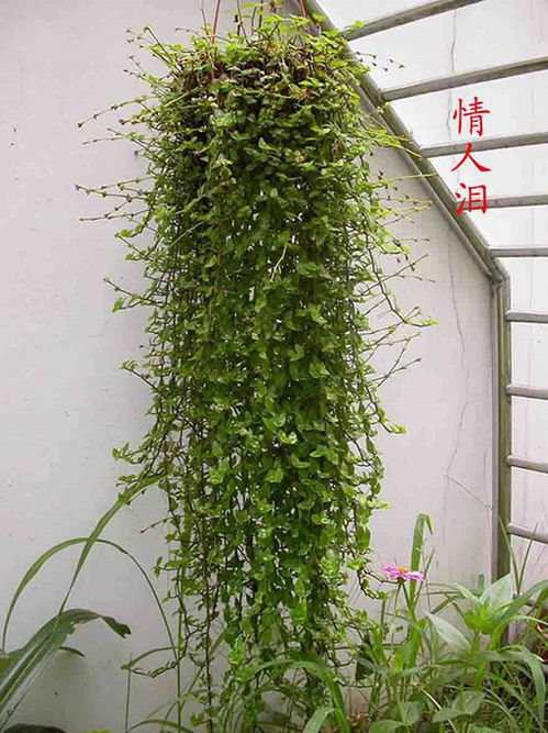 租赁植物费用信赖推荐 本信息长期有效