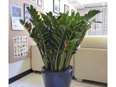 番禺区室内绿植花木租赁,盆栽出租出售,花木价格。