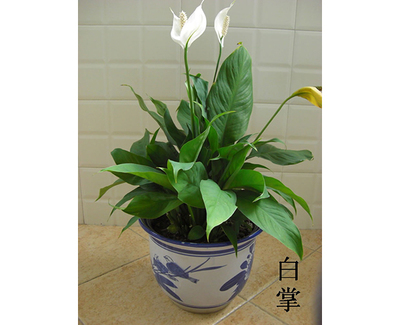 绿植花卉租赁-花卉租赁-安徽城怡|定期维护