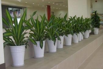 金堂县盆栽绿植植物租摆租赁公司