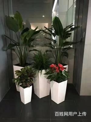 盆栽租赁 花卉租赁 绿植租赁 租植物租 鲜花速递