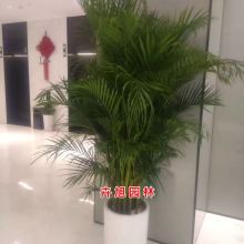 上海卉旭园艺 供应产品