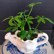 【花之物语专利产品 车载植物 植物租赁 阳台蔬菜 植物墙 园林绿化工程 诚招加盟代理商】价格_厂家_图片 -