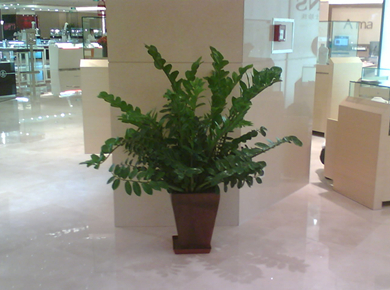 杭州花木租摆|植物租摆|杭州出租花卉|植物租赁|盆景出租|杭州租花|办公室租花