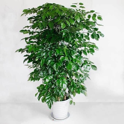 主营产品:办公室绿植租赁、绿植盆栽批发、绿植租赁租摆、室内植物租摆