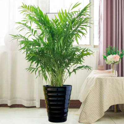 主营产品:办公室绿植租赁、绿植盆栽批发、绿植租赁租摆、室内植物租摆