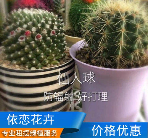 合肥庐阳区办公室绿植出租,盆栽绿植租摆