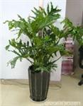 上海植物出租,上海绿化租摆,上海绿植租赁|绿化养护|花卉租赁,盆景租摆,花卉出租,花木租售,花草租摆 上海艺苗园林绿化公司 - 网邻通