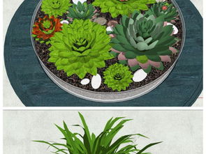 精品多肉植物室内盆景小型植物盆栽植物su模型设计模型下载