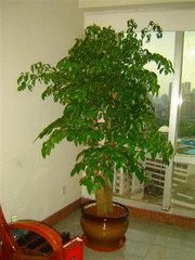 楼房内能种个什么大树,1米多吧,不要太小的,坐标上海,不要树苗哦,求大神推荐