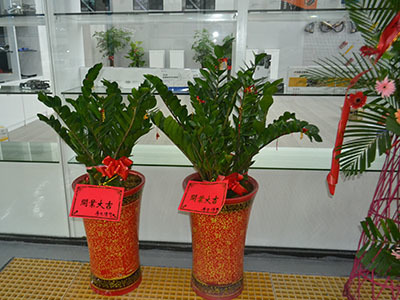 厦门盆景出租租摆-福建好的厦门绿植租摆