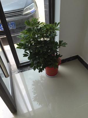花卉租赁、绿植租摆、植物租赁、盆栽出租