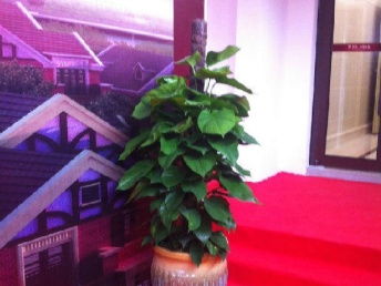 图 上海办公室绿植租赁,盆栽租摆,新签约可享免租金两月 上海鲜花绿植