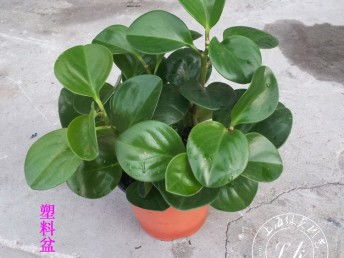 图 花卉盆栽租摆绿植绿化上海绿植租赁公司 上海鲜花绿植