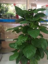 图 广州室内植物租摆,盆栽出租,花木出售 广州鲜花绿植