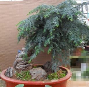 山阳镇盆景出租服务哪家好