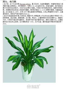 低价批发租赁各类大中小型盆栽
