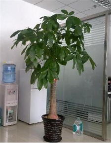 商场,办公楼室内外绿植盆景,植物租赁 美良花木基地