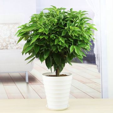 合肥绿植租摆-合肥平安树销售养护租赁