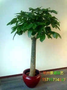 杭州写字楼盆景花卉出租植物租赁养护室外绿植租摆绿化设计