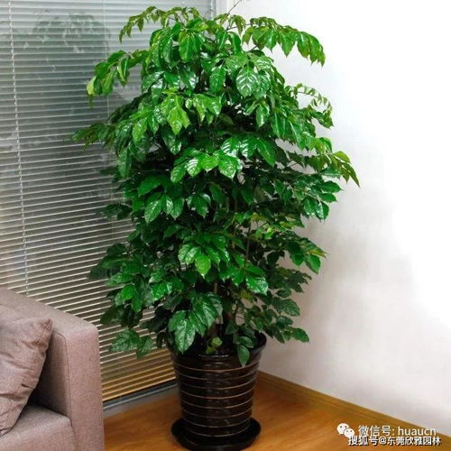 幸福树盆栽养护管理