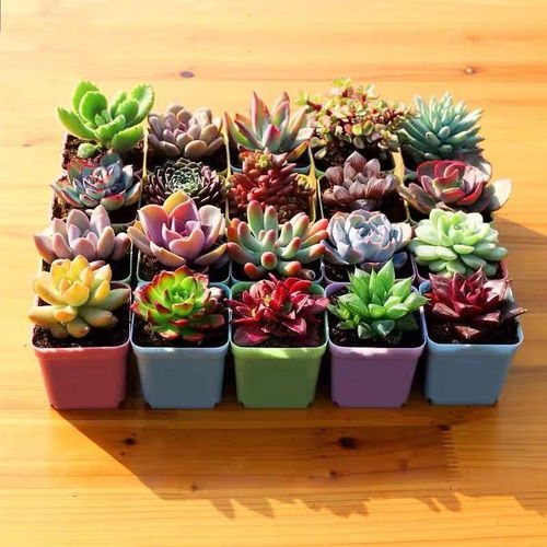 图 苏州绿植租赁花卉租摆盆栽租赁 苏州鲜花绿植