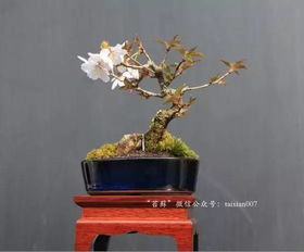 精品草木盆栽赏