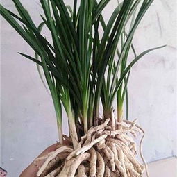 精品蕙兰花草绿植绿化盆栽盆景