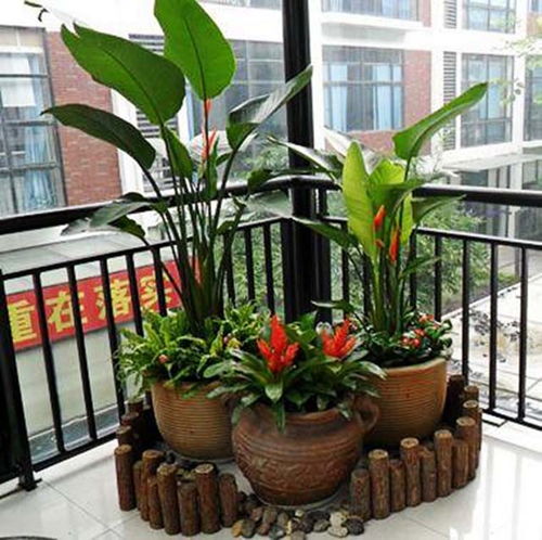 青浦区耐寒植物租赁哪家好点