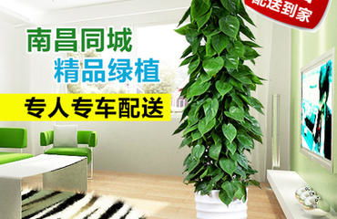 南昌专业花卉绿植盆栽租赁盆景租 南昌绿植盆栽